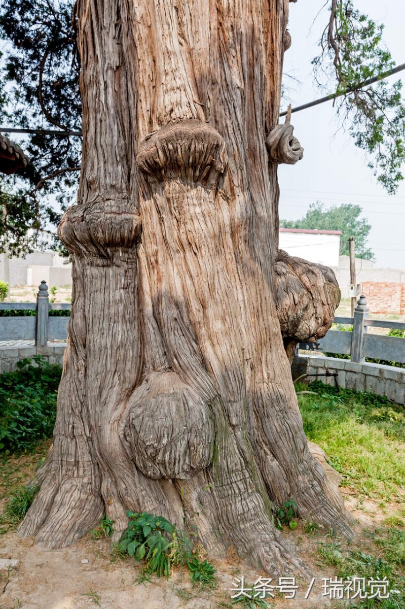 1850歲的「柏老爺」：樹根被鏟破會泌出略帶紅色的液體 村民謂此檜柏為「血柏」 