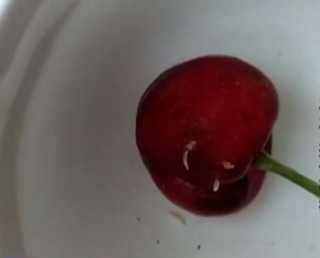 「櫻桃」泡鹽水瘋狂爬出白色蛆蟲？沒想到這些竟是......，吃了這麼多年櫻桃現在才知道！