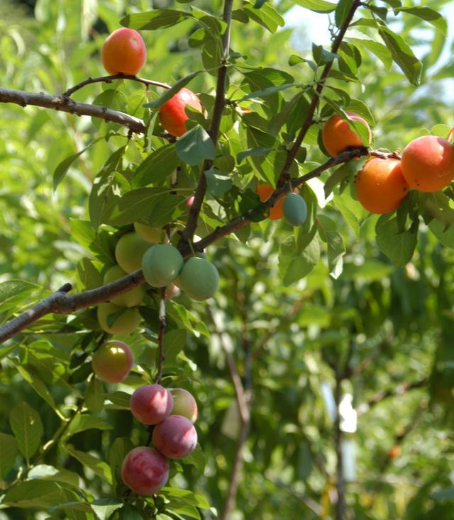 一棵樹上結出40種水果，紐約的這棵樹簡直無敵了