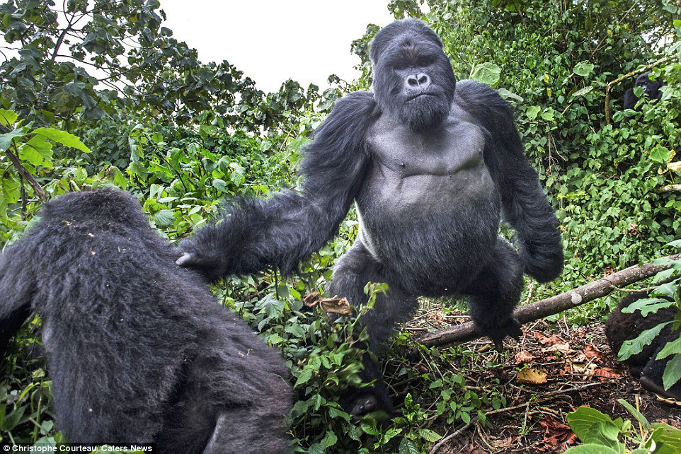 這隻198公分高、190公斤的大猩猩，就朝他衝了過來，不費吹灰之力地撲倒了攝影師。<BR><BR>雖然攝影師挨揍了，但他還是拍下了在攻擊前一幕這張充滿張力的相片。<BR><BR>