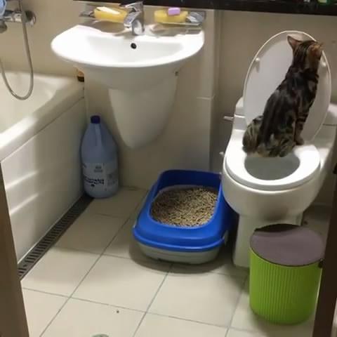 最近貓砂盆總是空的，主人擔心家貓生病，偷偷跟蹤後讓他跌破眼鏡