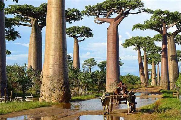 16棵完全超越人類想像的世界超美「巨樹」，第八個根本夢幻到像是在做夢！