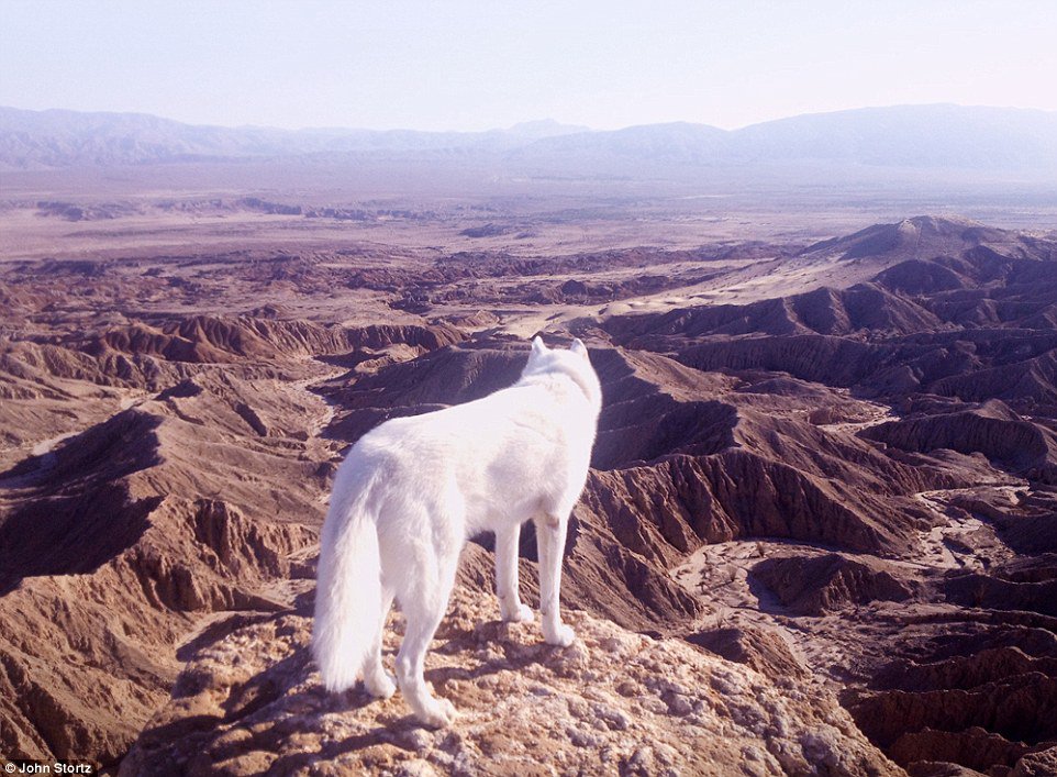 安薩玻里哥沙漠公園 (Anza-Borrego Desert)