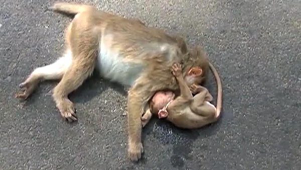 攝影師拍下母猴抱子悲鳴畫麵 隨後目睹難以置信的一幕 | 母子 | 大紀元