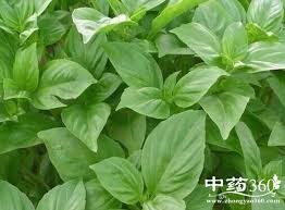 Image result for 九層塔好處