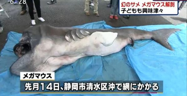 超罕有!!被人類發現不到100次!! 日本深海怪魚 因地震浮上水麵!
