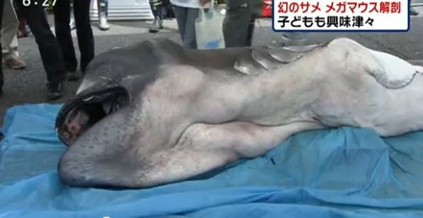 超罕有!!被人類發現不到100次!! 日本深海怪魚 因地震浮上水麵!
