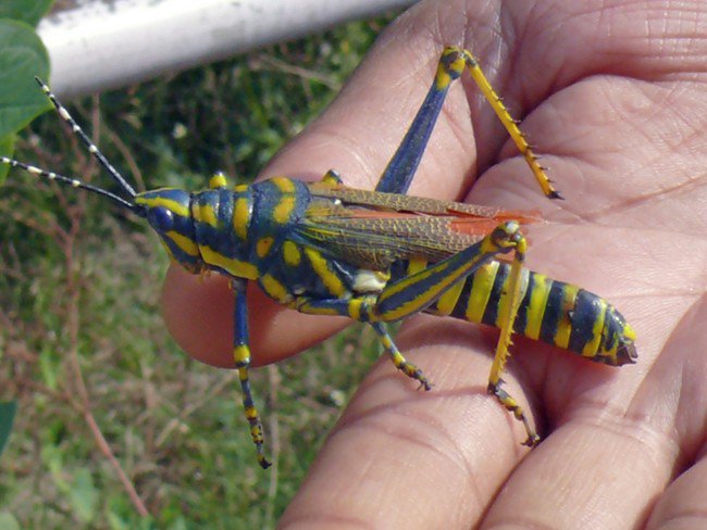 An Indian man once pulled a 3-inch cricket out of his ear.