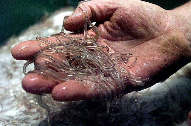 Hoping they would eat the dead flesh off his feet, a man bathed with a group of tiny eels and somehow ended up with one in his bladder.