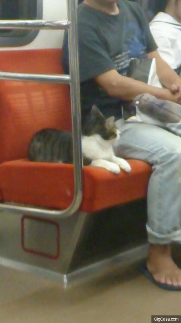 會自己搭地鐵回家的神秘貓咪 居然是已經長達 3 年以上的熟客！