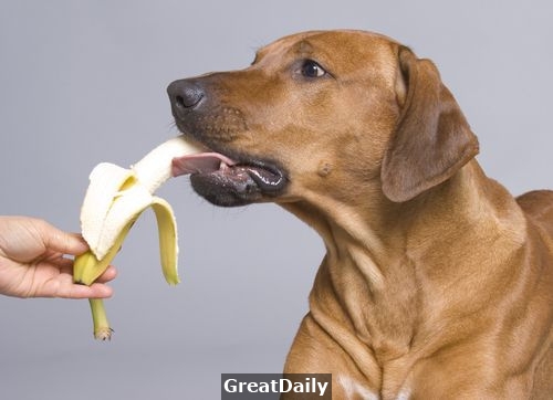 狗狗能吃水果嗎？有些可以吃，但有些卻會『致命』！