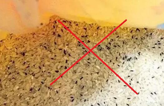 家裡大米長蟲怎麼辦？教你一招，輕鬆解決長蟲問題 