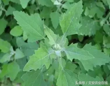 長在田間是草，吃到肚裡是寶！53種野菜，你吃過幾樣？