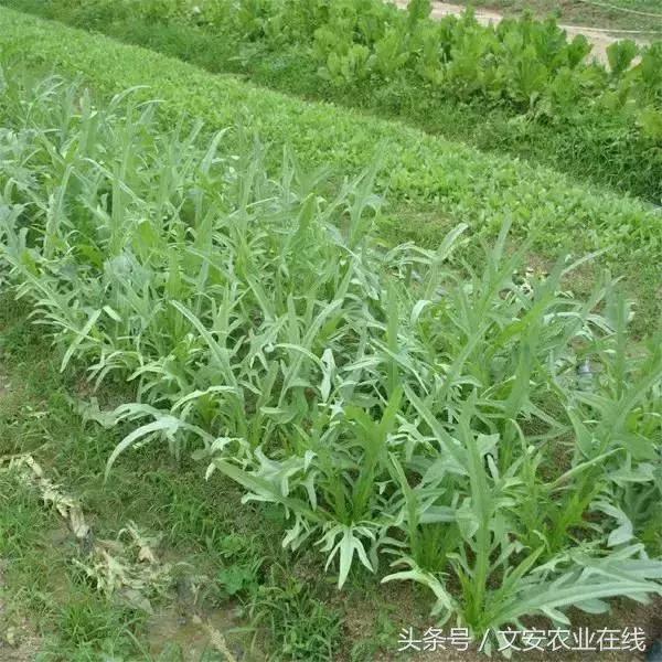 長在田間是草，吃到肚裡是寶！53種野菜，你吃過幾樣？