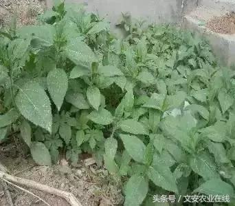 長在田間是草，吃到肚裡是寶！53種野菜，你吃過幾樣？