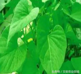 長在田間是草，吃到肚裡是寶！53種野菜，你吃過幾樣？