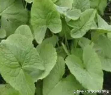 長在田間是草，吃到肚裡是寶！53種野菜，你吃過幾樣？