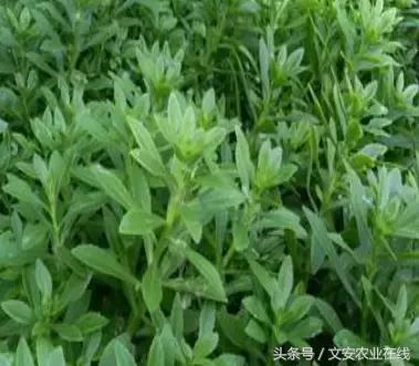 長在田間是草，吃到肚裡是寶！53種野菜，你吃過幾樣？