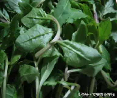 長在田間是草，吃到肚裡是寶！53種野菜，你吃過幾樣？