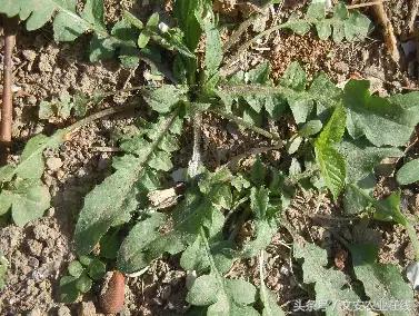 長在田間是草，吃到肚裡是寶！53種野菜，你吃過幾樣？