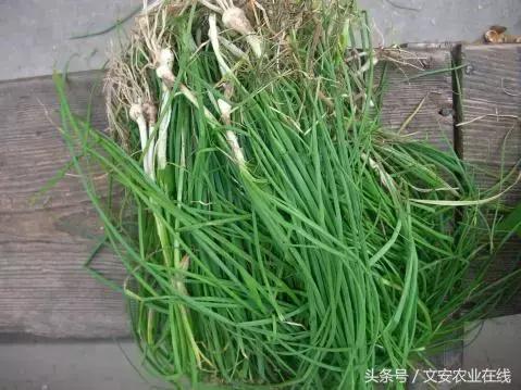 長在田間是草，吃到肚裡是寶！53種野菜，你吃過幾樣？