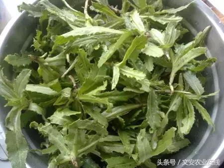 長在田間是草，吃到肚裡是寶！53種野菜，你吃過幾樣？