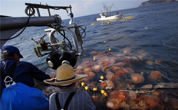 日本漁民海邊發現大量奇怪屍體，專家檢驗後立即送去銷毀 