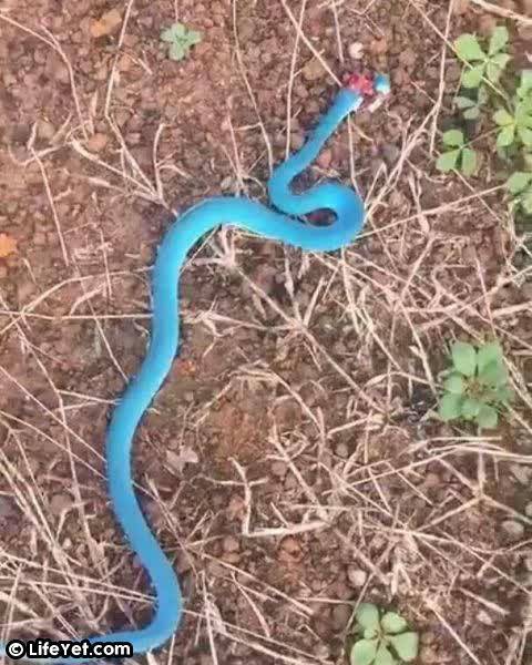 男子半路遇上一條「藍色的蛇」張開大嘴要攻擊他！他躲開撿回一命，回家卻發現……後悔死了 
