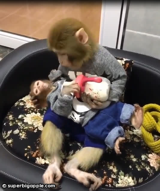 猴媽媽抱著寶寶餵奶，深情模樣讓網友看了好暖心！