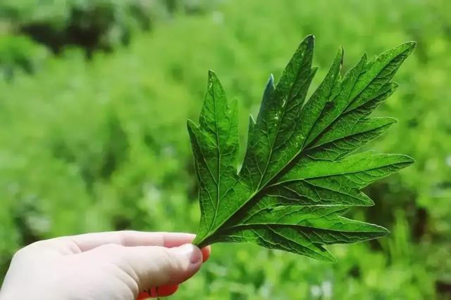 艾草是個寶，可惜很少人知道怎麼用...