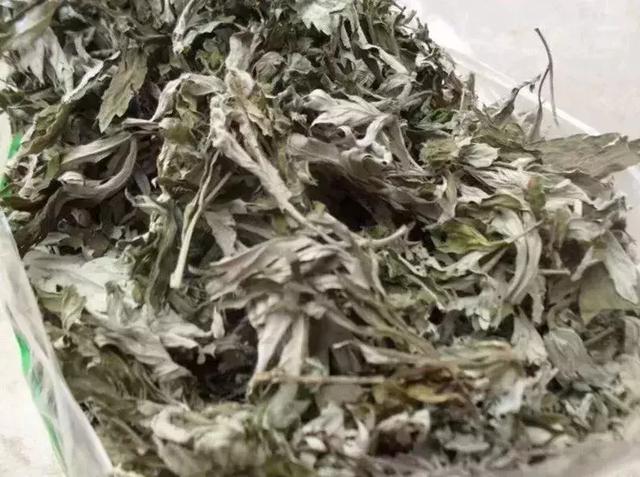 艾草是個寶，可惜很少人知道怎麼用...