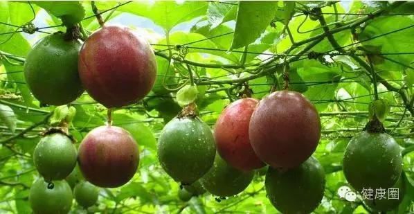 它是水果，卻被尊為「藥王」，獨有的8大功效，夏天吃對身體最好
