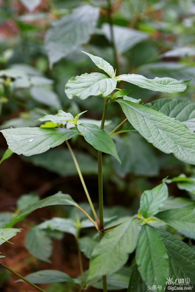 山野裏這種叫牛膝的野草，可補肝腎，能強筋骨，主治腰膝酸痛！