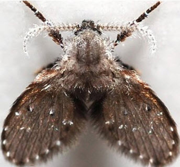 蛾蠓卵能否寄生人体图片