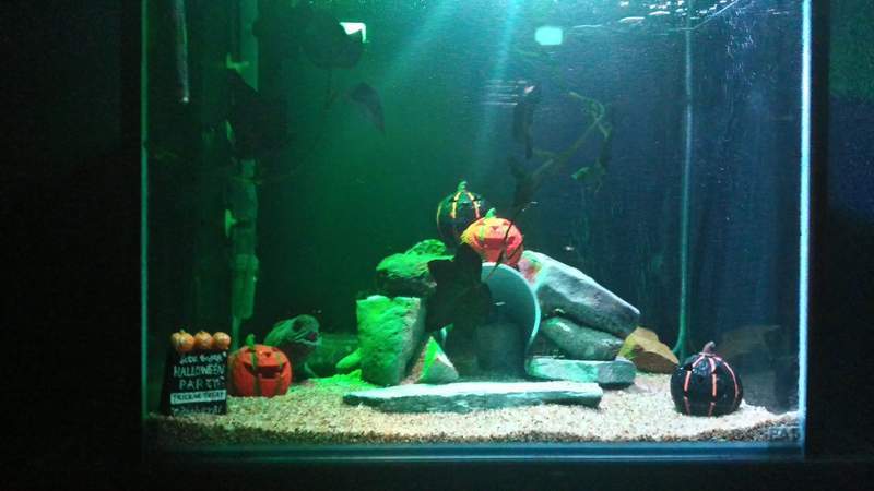 日本水族館飼育員剛剛脫魯就離奇失蹤！最後竟然在「食人魚水槽」中被發現…