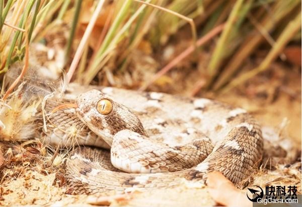 地球上最毒動物排行 第一名萬萬沒想到？