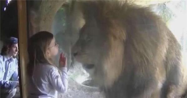 小女孩興奮的隔著玻璃「親」下去，沒想到獅子接下來的反應讓父母都嚇到腿軟了...