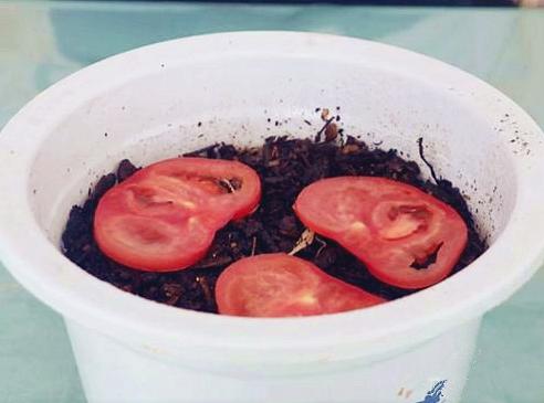爛掉的西紅柿不要扔，其實比新鮮的還「值錢」，學到就是賺到！
