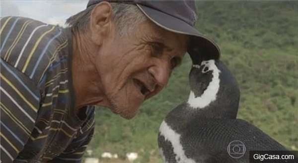 為了報老爺爺的救命之恩，這隻小企鵝每年必遊8千公裏的旅程來探望恩人！