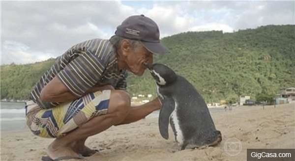 為了報老爺爺的救命之恩，這隻小企鵝每年必遊8千公裏的旅程來探望恩人！