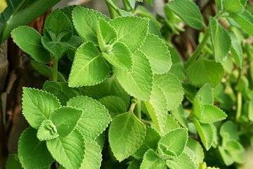 這種植物叫左手香 藥用功效多 容易種植的天然草藥