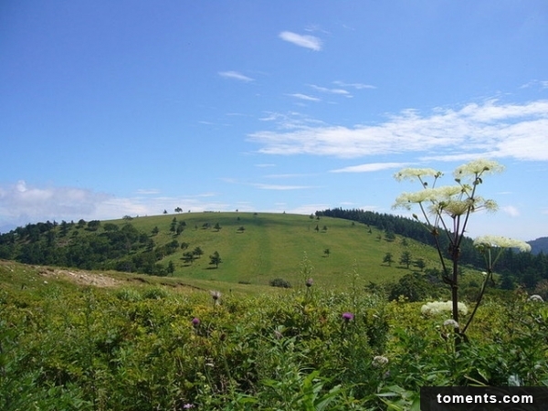 維納斯路線，是連接長野県茅野市本町西之國道299號。翻攝自新注音新聞