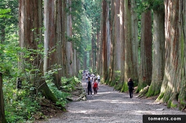 戸隠神社位於長野縣長野市北西部的戸隠山附近。翻攝自新注音新聞