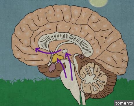 人類不睡覺會有怎樣驚人的後果？ 看完這個我被徹底震撼了！