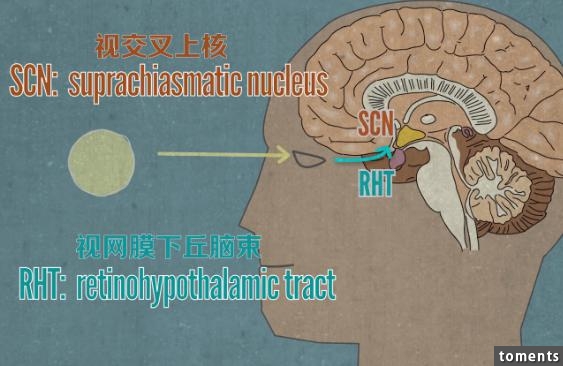 人類不睡覺會有怎樣驚人的後果？ 看完這個我被徹底震撼了！