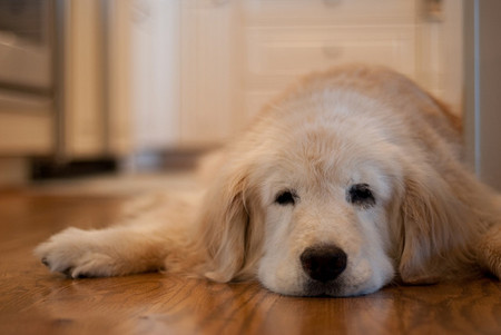 If Your Dog Is Going Blind or Deaf-2