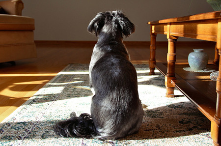 If Your Dog Is Going Blind or Deaf-3