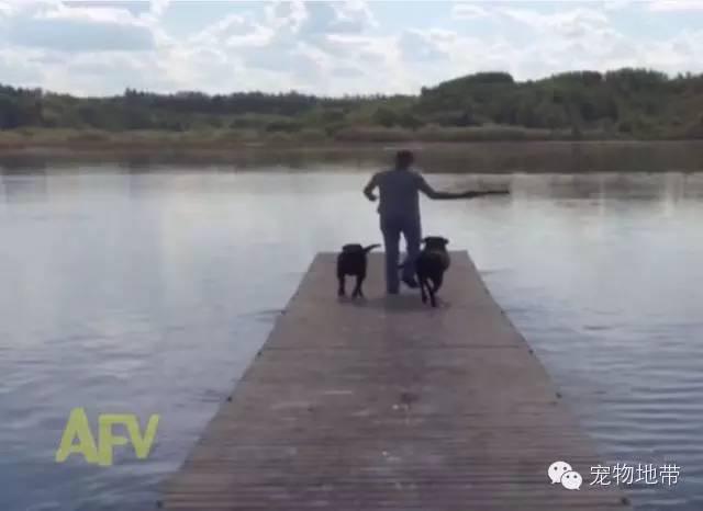 和狗狗玩撿東西主人把樹枝丟進湖裏狗狗的反應讓人笑噴了