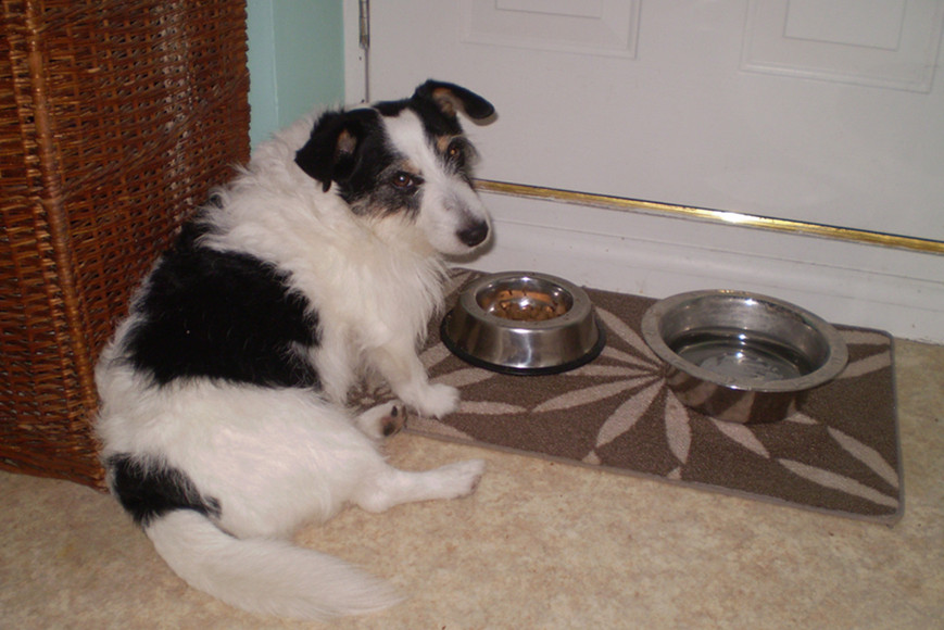 dogs eat too fast-2