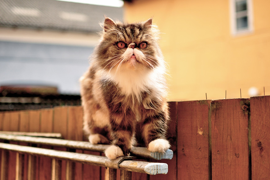 FIV or Feline AIDS in Cats-4